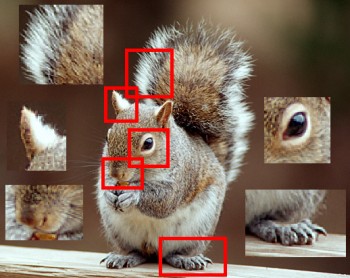Image Correlation of a Squirrel