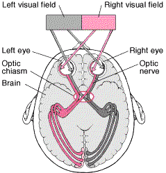 Optic Nerve
