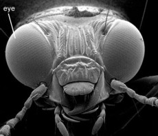 Compound Eye